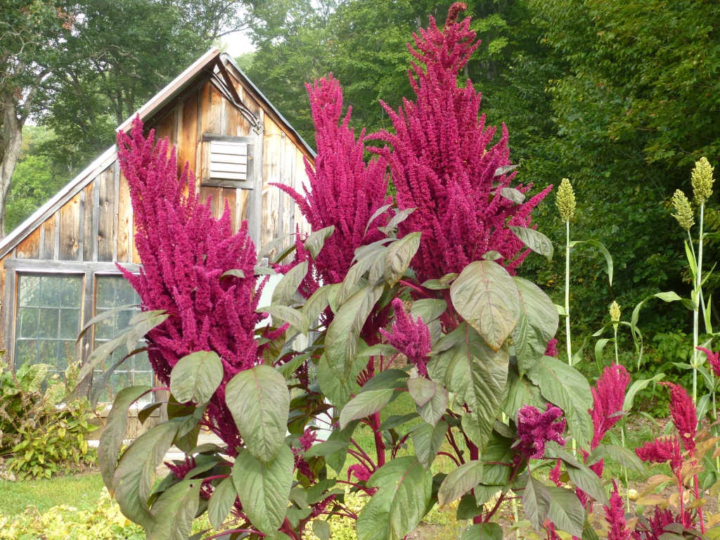 Amaranth ~ Opopeo - Solstice Seeds
